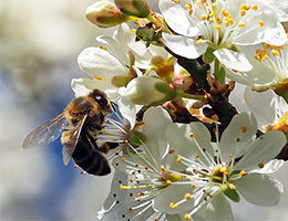 Bienenhonig